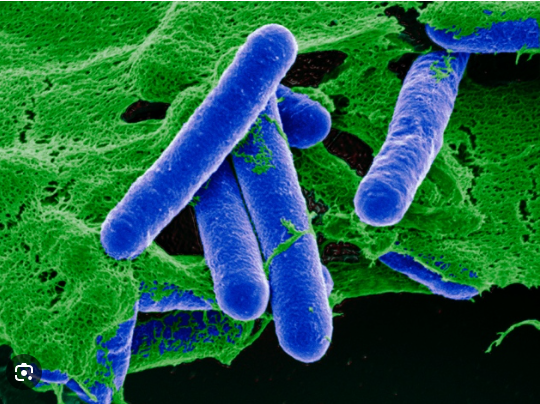 Microscopio: batterio Clostridium botulinum